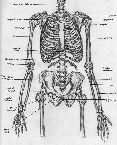Skeletal Torso - Anatomy by BadFish81 on DeviantArt