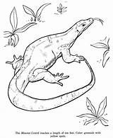 Lizard coloring Pages To Download And Print For free sketch template
