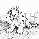 Basset Hound Coloring Pages  Free & Printable sketch template