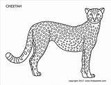 Cheetah  Free Printable Templates & Coloring Pages FirstPalettecom sketch template