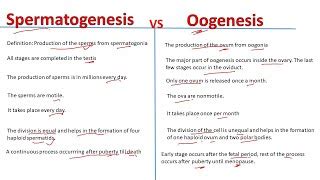 Spermatogenesis And Oogenesis Differences