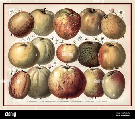 APPLES SYNOPSIS CHART Vintage 1900s Lithograph Poster Historic Botany ...