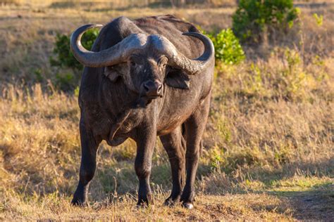 African grassland bison Stock Photo free download