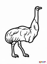Emu Coloring Pages Printable For Free Download sketch template