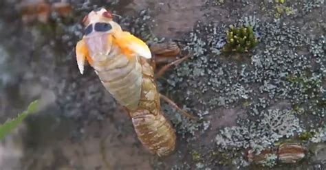 WATCH: Time-lapse video shows cicada molting, spreading its wings