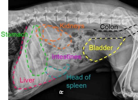 Canine Radiograph | Vet medicine, Vet tech student, Veterinary tech