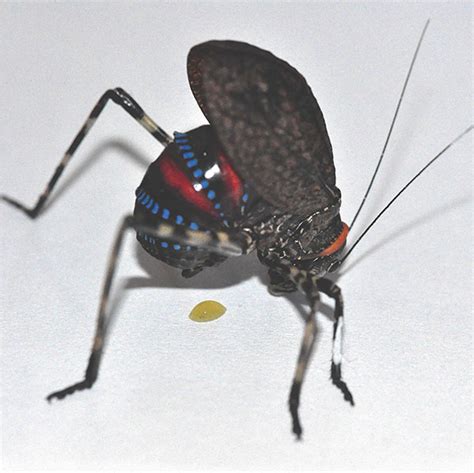 Prey that frighten their predators: deimatic display in a brightly coloured Australian alpine ...