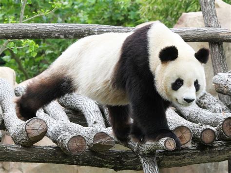 Que deviennent les fameux pandas du zoo de Beauval ? - Télé Star