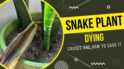 Snake Plant Dying - Causes And How To Save It