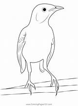 Mockingbird 4 Coloring Page For Kids  Free Mockingbirds Printable sketch template