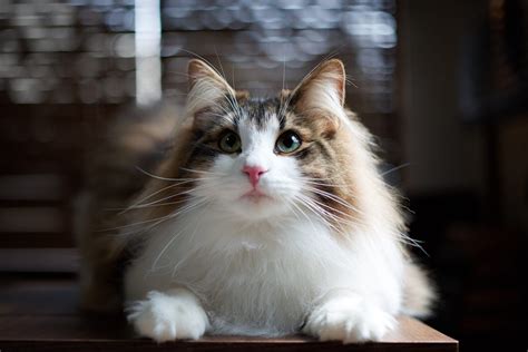 Popular Cat Breeds In Korea - Pets Lovers