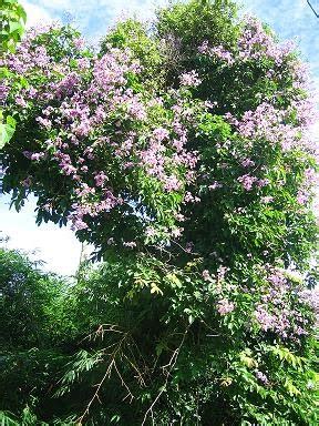 Philippine Native Forest Trees: Banaba a Family of the Crape Myrtle.