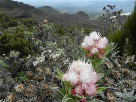 Gallery - Kilimanjaro Climbing Company