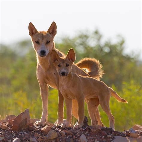 Dingoes' diet options are widening as food and water becomes scarce, new research finds - ABC News