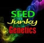 Ice Cream Cake (de Seed Junky Genetics) :: Info de Variedad