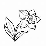Premium Vector  Narcissus Flower coloring Book Linear Drawing Isolated sketch template
