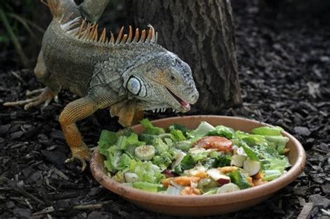 Iguana Care, Iguana Food - Click to Learn More