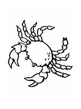 Crabs coloring Pages  Free Coloring sketch template