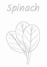 Free Printable Spinach sketch template