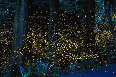 Sequencing the Firefly Genome — How Did the Firefly Get Its Glow? | by ...