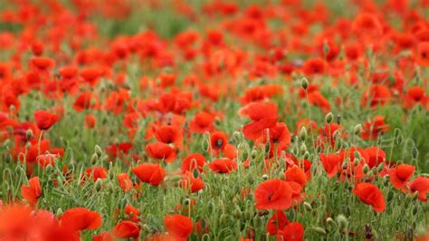 Field of Poppies Wallpaper (50+ images)