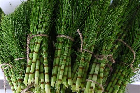 How to Use Horsetail Herb: A Hidden Natural Health Treasure - Live Love Fruit