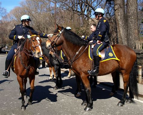 PMU NYPD Mounted Police Officers on Horseback, Central Park, New York ...