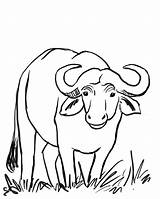 Free Printable Coloring Sheets Of Water Buffalo  Sheet sketch template