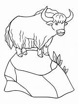 Yak coloring Pages  SeaColoring sketch template