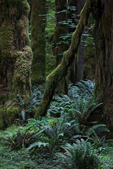 Quinault Rain Forest in 2024 | Magic forest, Scenery, Forest