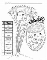 Stentor protist Extension Activity coloring/labeling And Reading sketch template