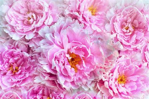 Your ultimate guide to peonies flowers - Petal Republic