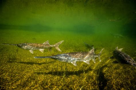 Paddlefish – Conservation Connect