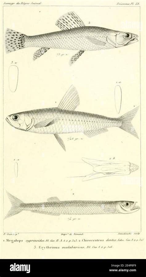 Megalops cyprinoides Chirocentrus dorab Hoplias malabaricus Stock Photo ...