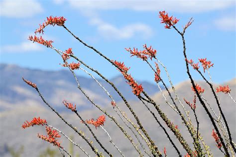 Ocotillo | San Diego Zoo Animals & Plants