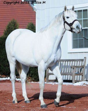 Tapit (horse) - American Classic Pedigrees