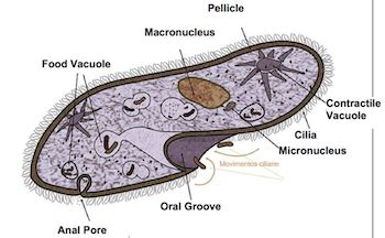 Ciliary movement in paramecium. (Locomotion & Movement). 2022-10-07