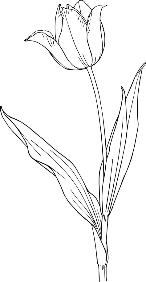 Coloring Pages | Tulip Flower Coloring Pages