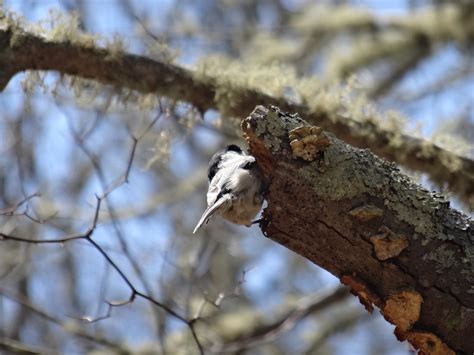 black capped chickadee nest | Mary Richmond's Cape Cod Art and Nature