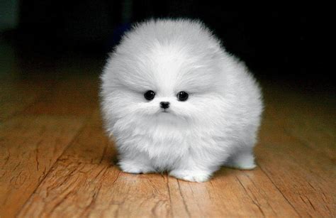 Bring on the Cute: Fluffy White Maltese Puppy