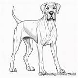 Great Dane Coloring Pages  Free & Printable sketch template
