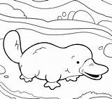 Baby Platypus Coloring Page  Free Printable Coloring Pages For Kids sketch template
