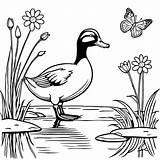 Duckling Waddling On river Bank coloring Page Lulu Pages sketch template
