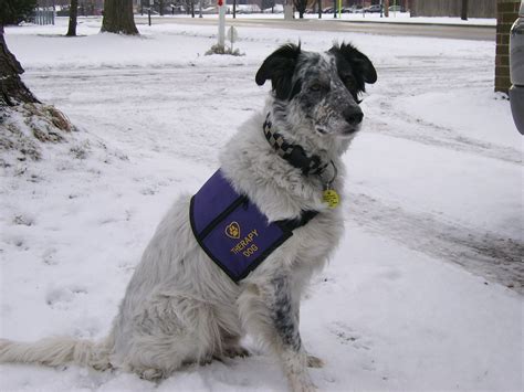 My Border collie, Cody (aka Code-man), a Certified Therapy dog ...