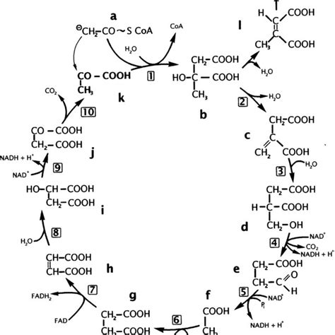 ''Horseshoe'' structure of the Krebs cycle, in the early stages of its... | Download Scientific ...