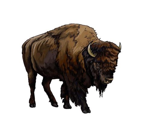 Bison, buffalo from a splash of watercolor, colored drawing, realistic. Vector illustration of ...