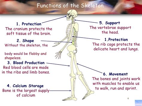 Principles of a+p 1112 session 2 - skeletal system (functions of