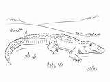 Cute American Alligator coloring Page  ColouringPages sketch template
