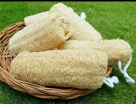 Natural Loofah at Rs 10/piece | Loofah Sponge | ID: 22896953288