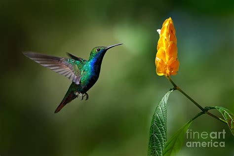 Green And Blue Hummingbird Photograph by Ondrej Prosicky | Pixels